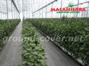 cover anti mala hierba
