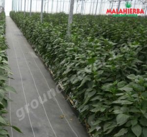 MALAHIERBA ground cover