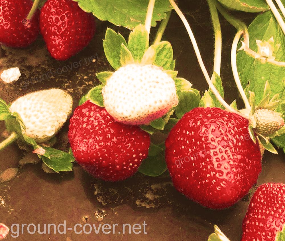 Cultivo de fresas con malla ground cover