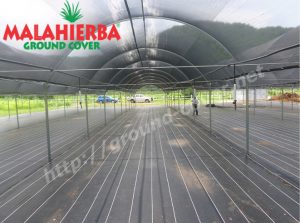 ground cover
